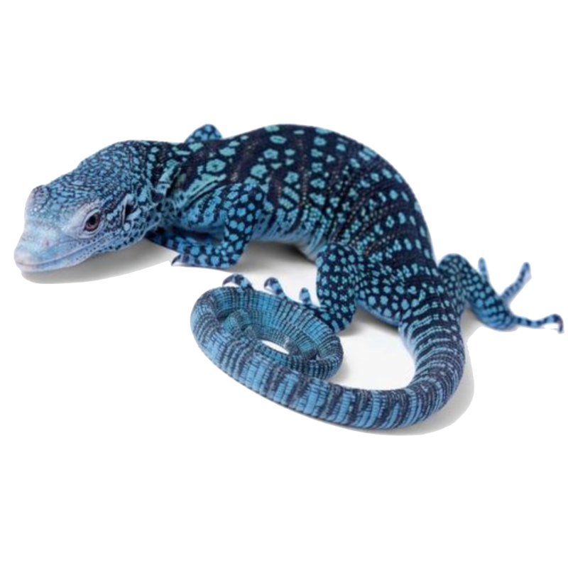 Best substrate for Blue Tree Monitor Varanus macraei Reptichip