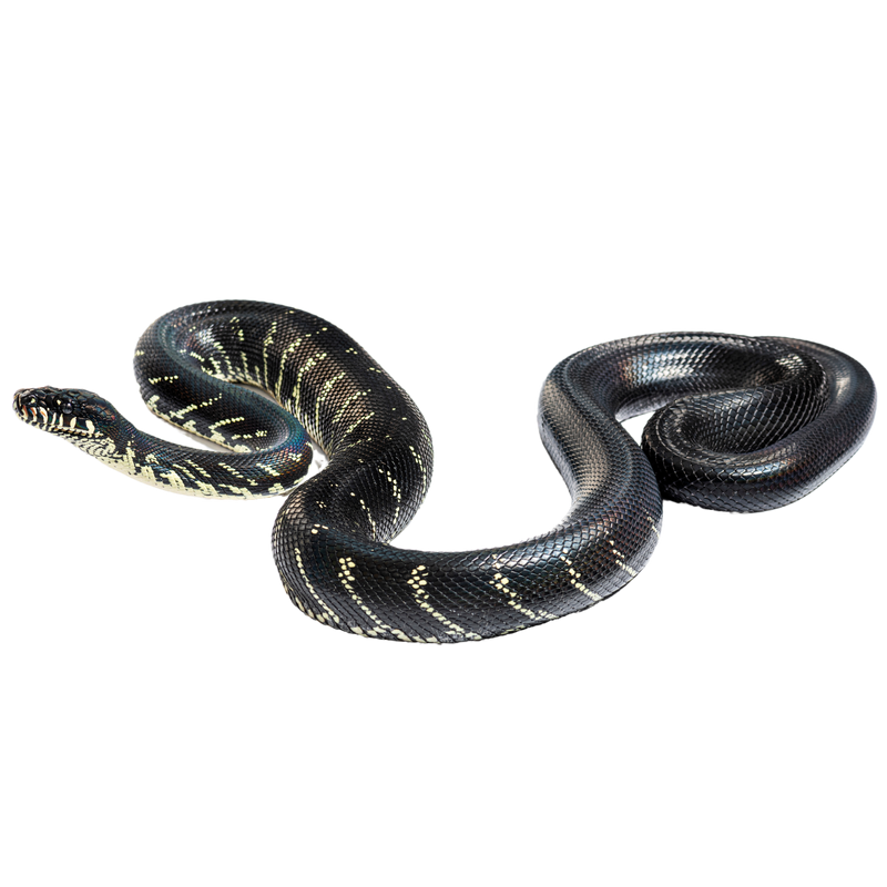 Best_substrate_for_a_Boelen_s_