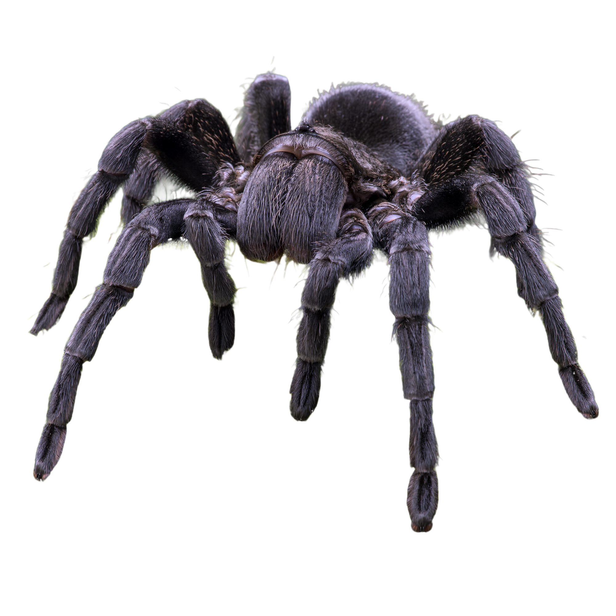 Best substrate for a Brazilian Black Tarantula Grammostola pulchra ReptiChip