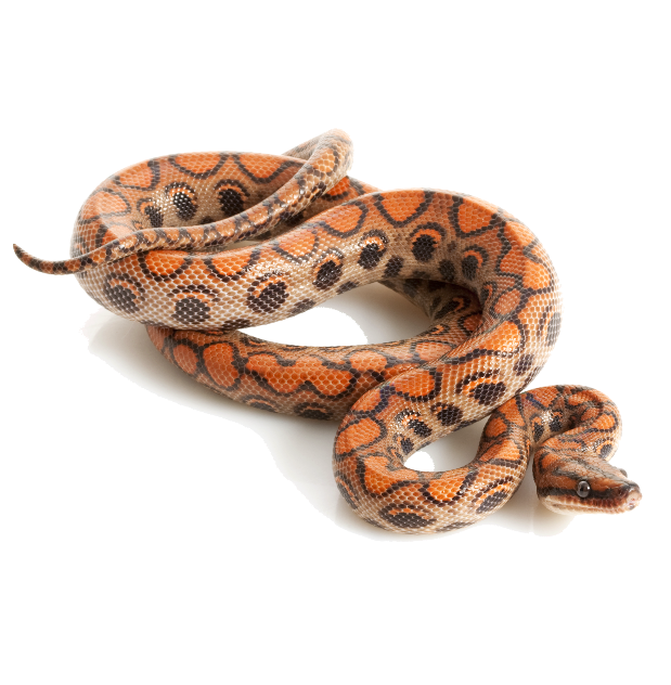 Best substrate for a Brazilian Rainbow Boa Epicrates cenchria chenchria Reptichip
