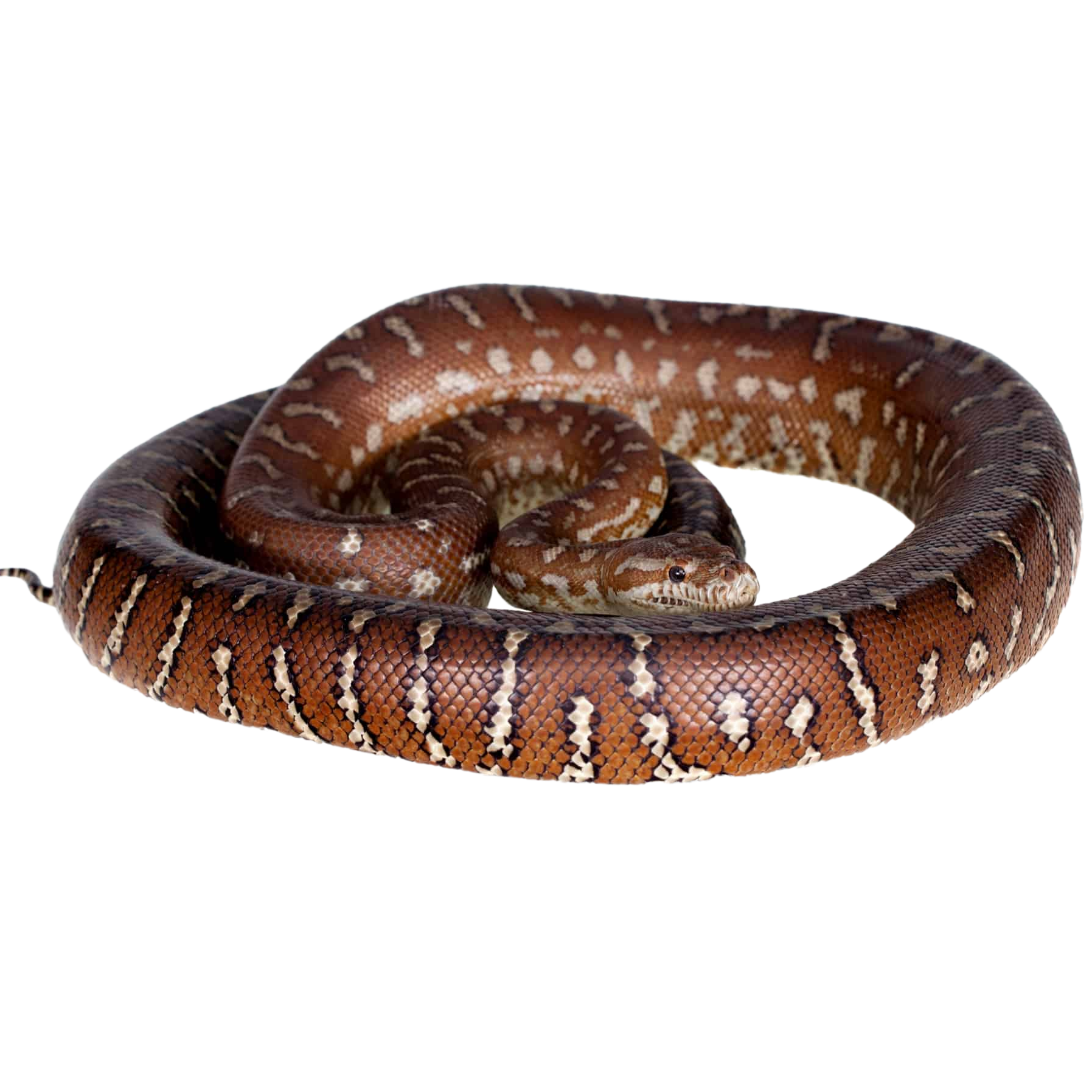 Red Carpet Python SOUTHWEST CARPET PYTHON Reptile And Grow