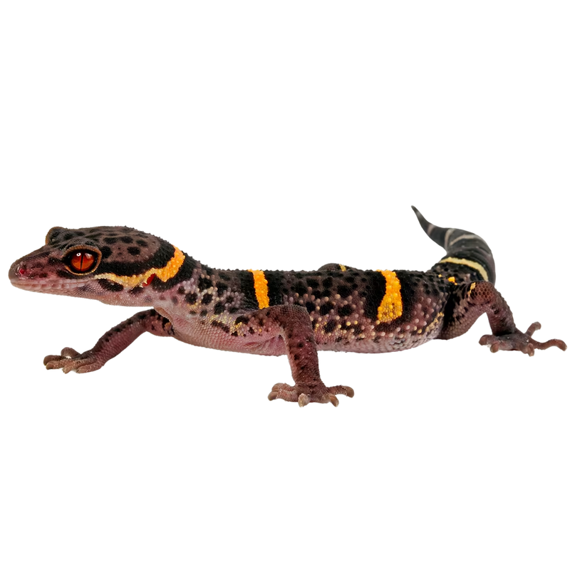 Chinese Cave Gecko - ReptiChip LLC
