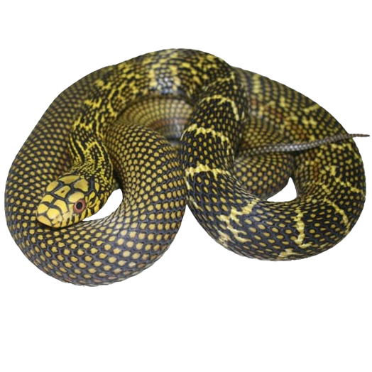 Chinese King Rat Snake - ReptiChip LLC