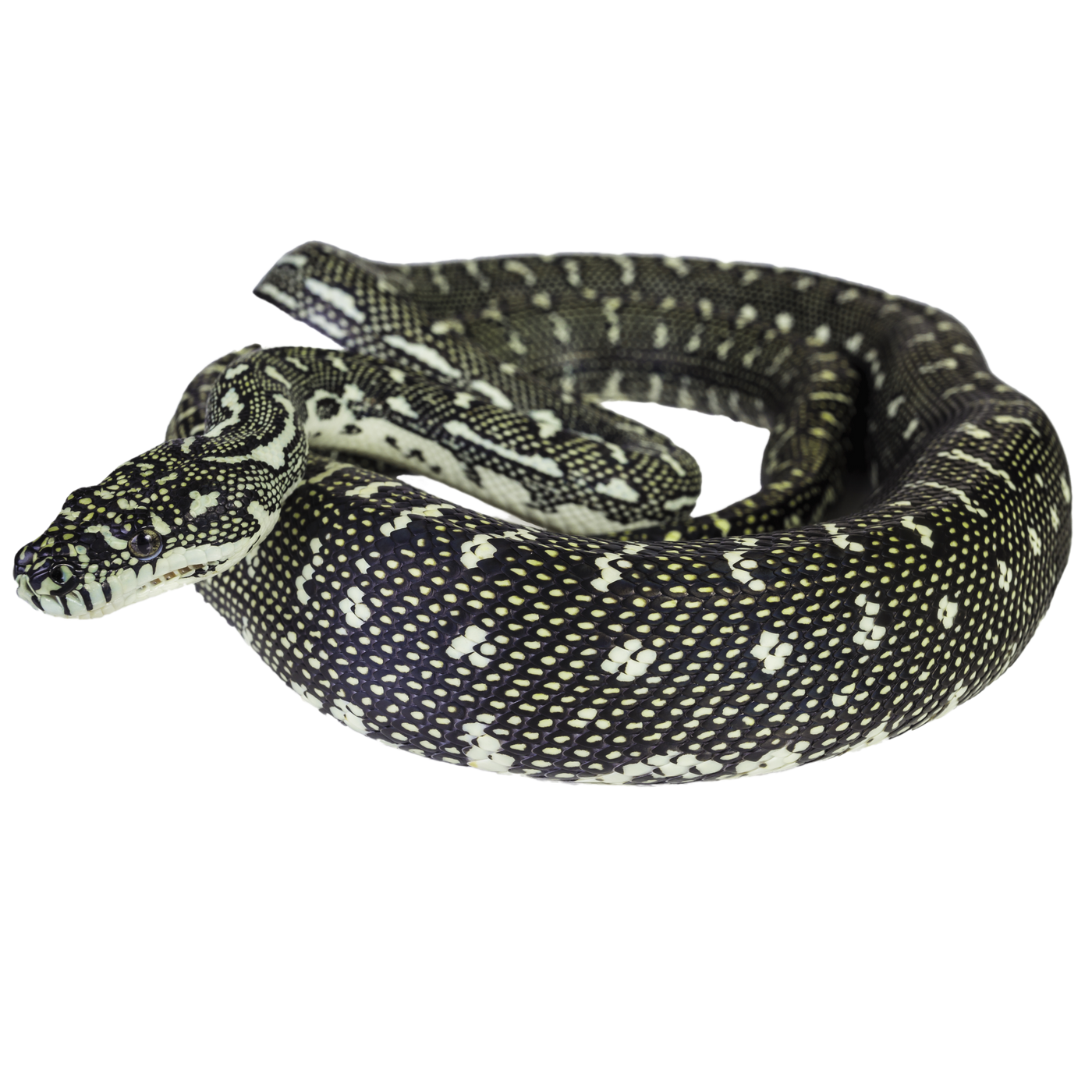 Diamond Python - ReptiChip LLC