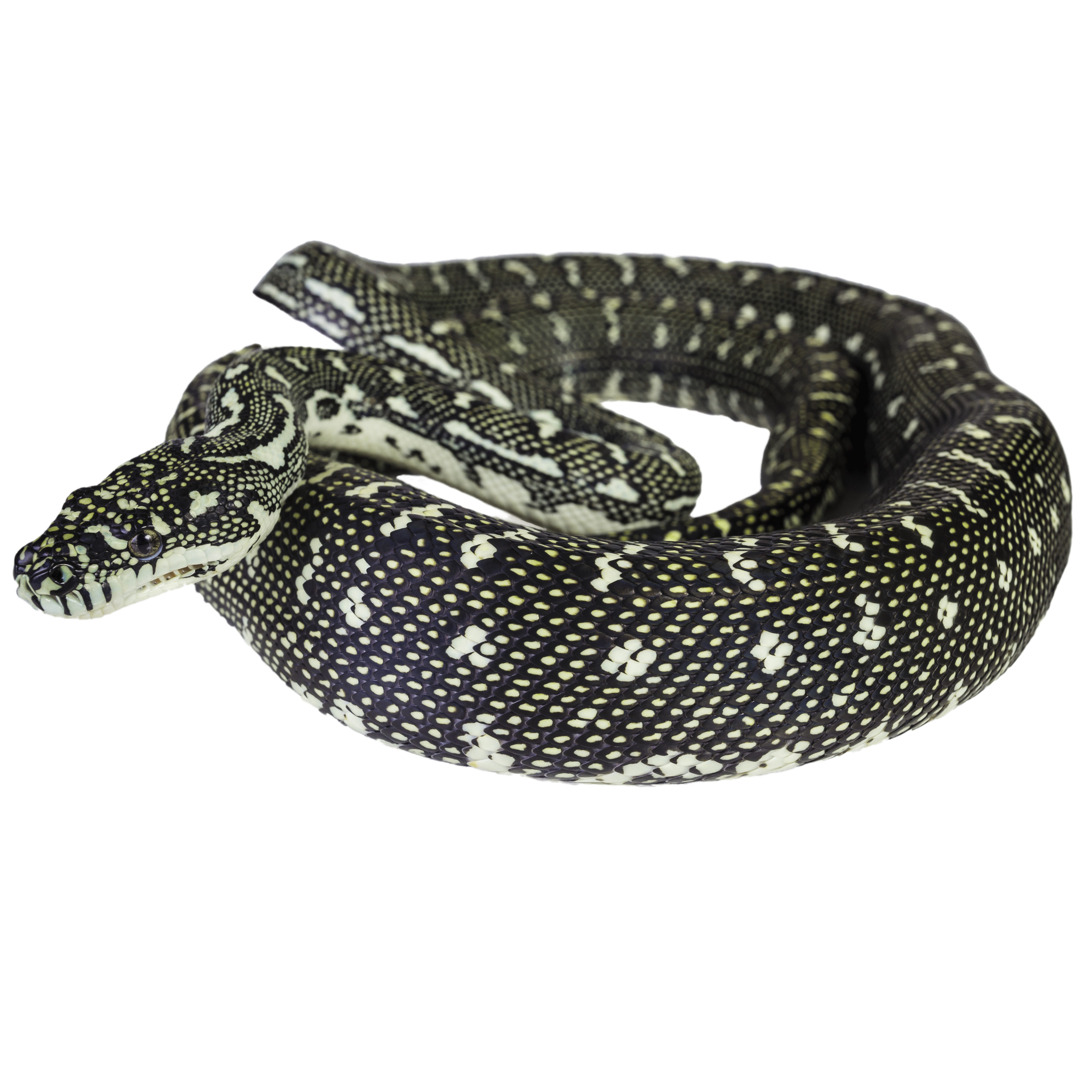 Diamond Python - ReptiChip LLC