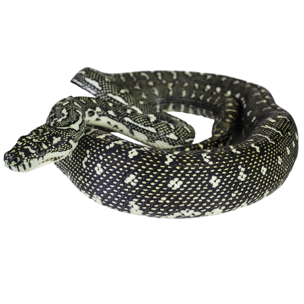 Diamond Python - ReptiChip LLC