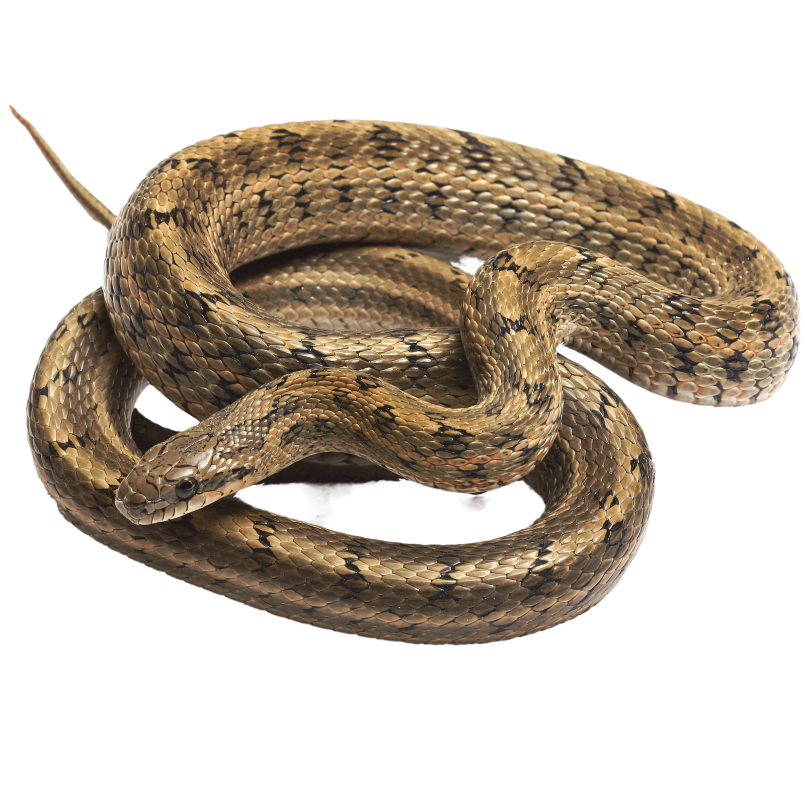 Best substrate for a Dione's Ratsnake Elaphe dione ReptiChip