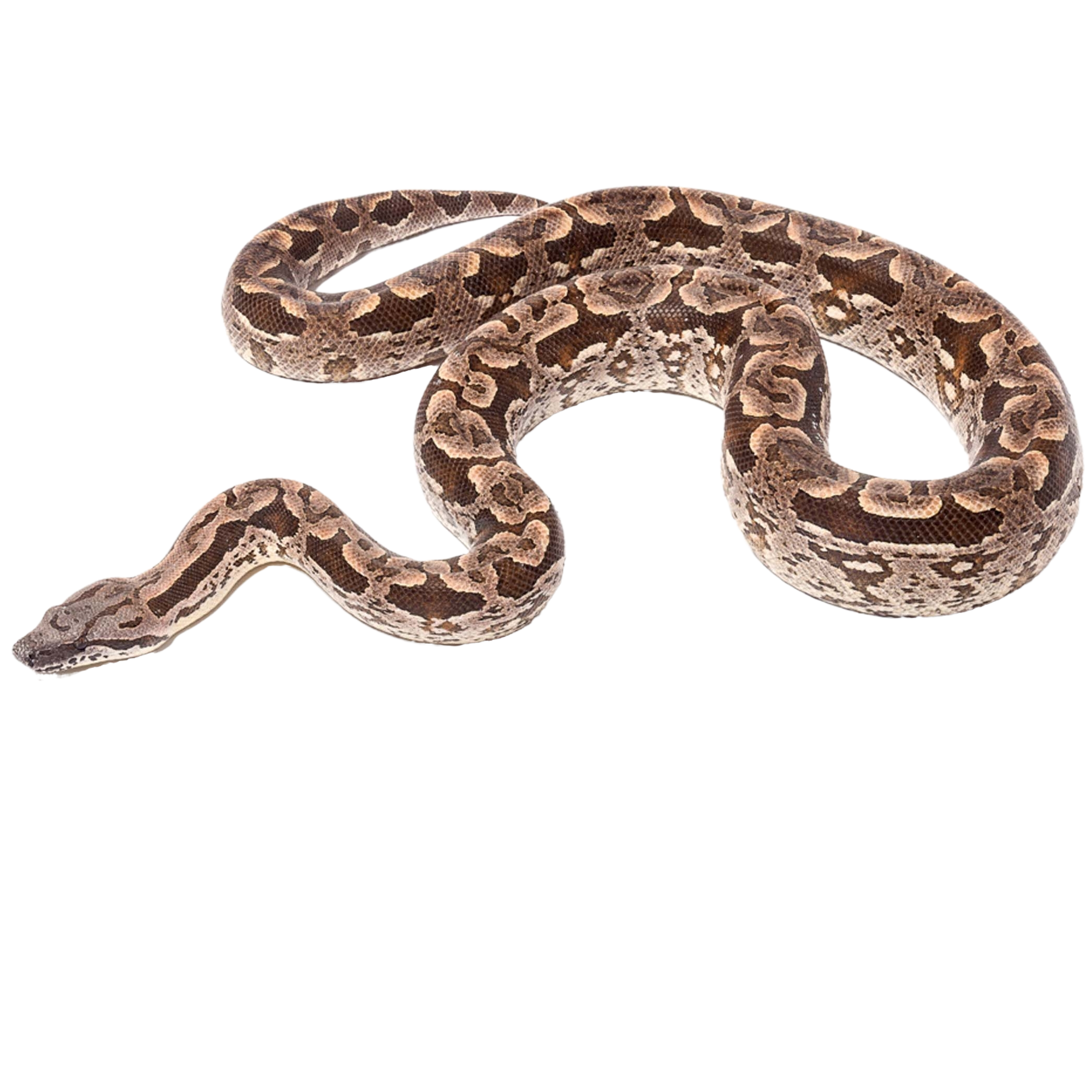 Dumeril's Boa - ReptiChip LLC