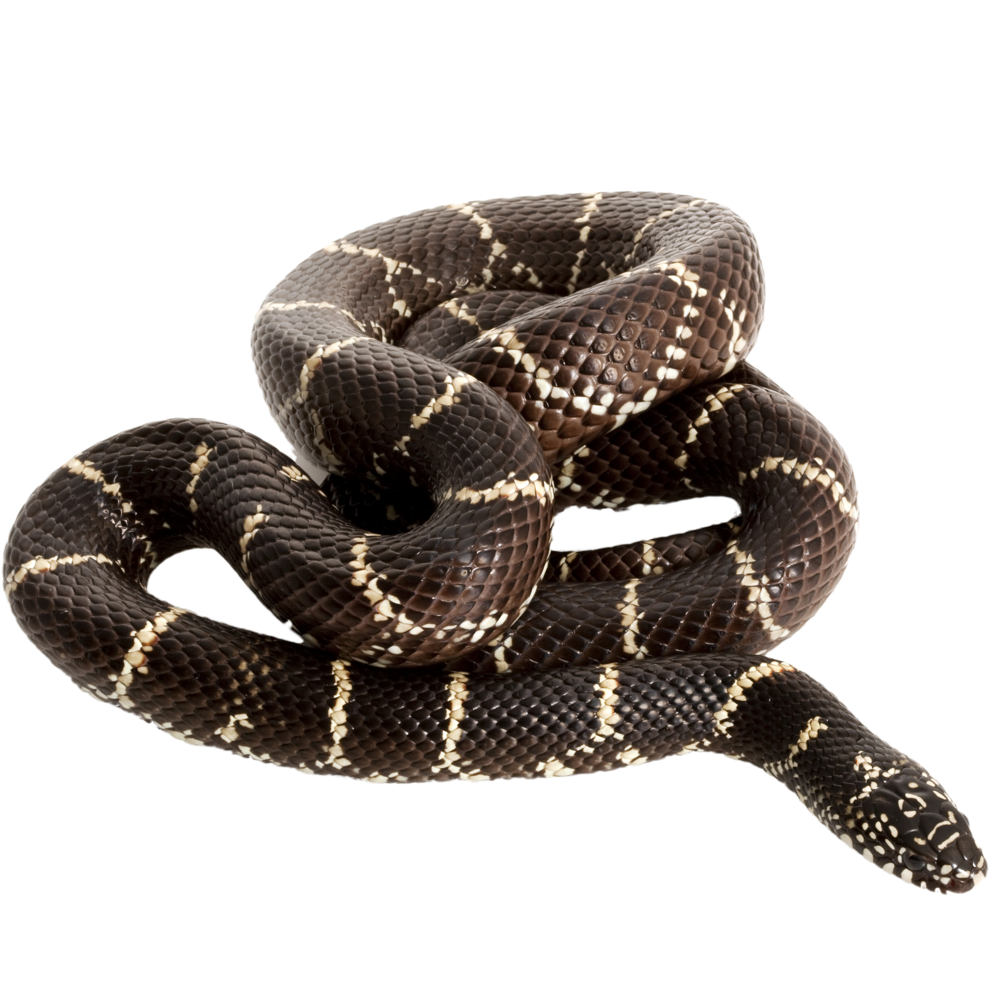 Best substrate for a Eastern Kingsnake Lampropeltis getula ReptiChip