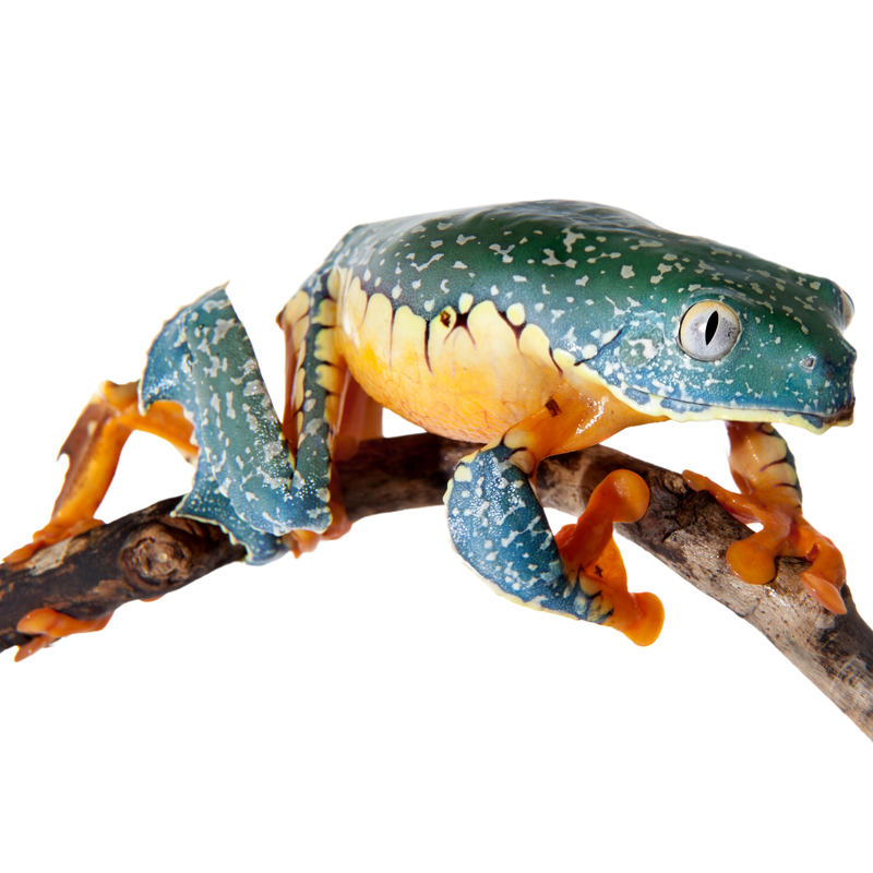 Fringed Leaf Frog