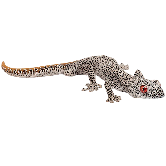 Best substrate for a Golden Spiny-tailed Gecko Strophurus taenicauda ReptiChip