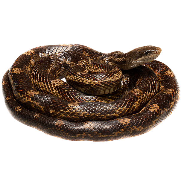 Best substrate for a Gray's Ratsnake Pantherophis spiloides ReptiChip