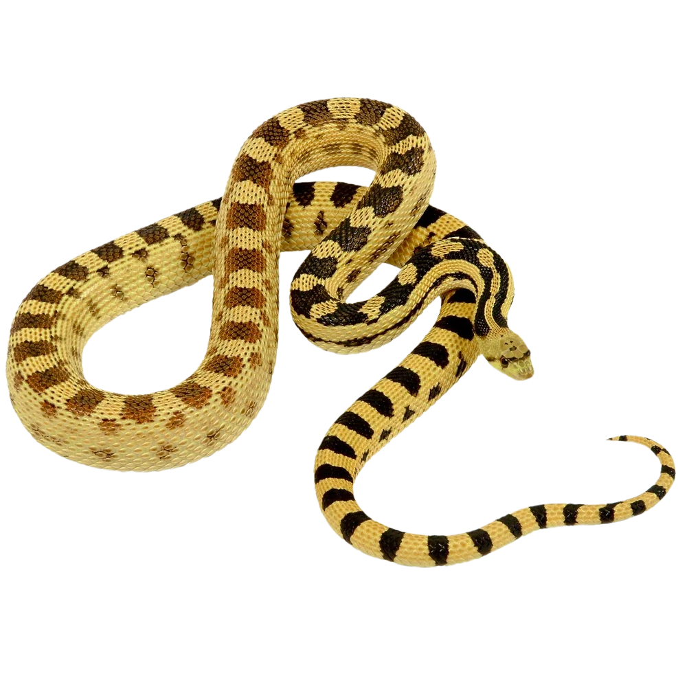 Best substrate for a Great Basin Gopher Snake Pituophis deserticola