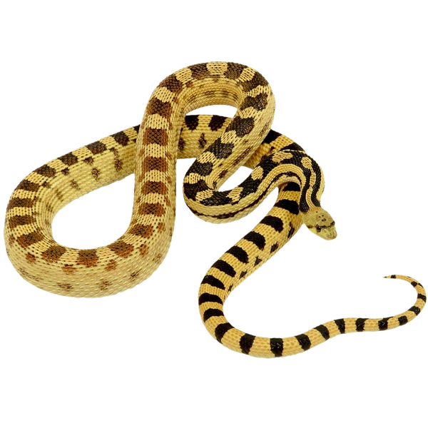 Great Basin Gopher Snake - ReptiChip LLC