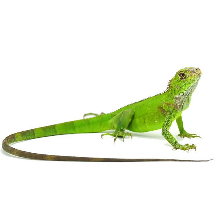 Best substrate for a Green iguana Iguana iguana ReptiChip