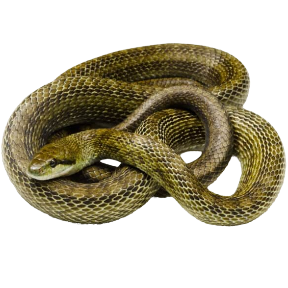 Best substrate for a Japanese Ratsnake Elaphe climacophora ReptiChip