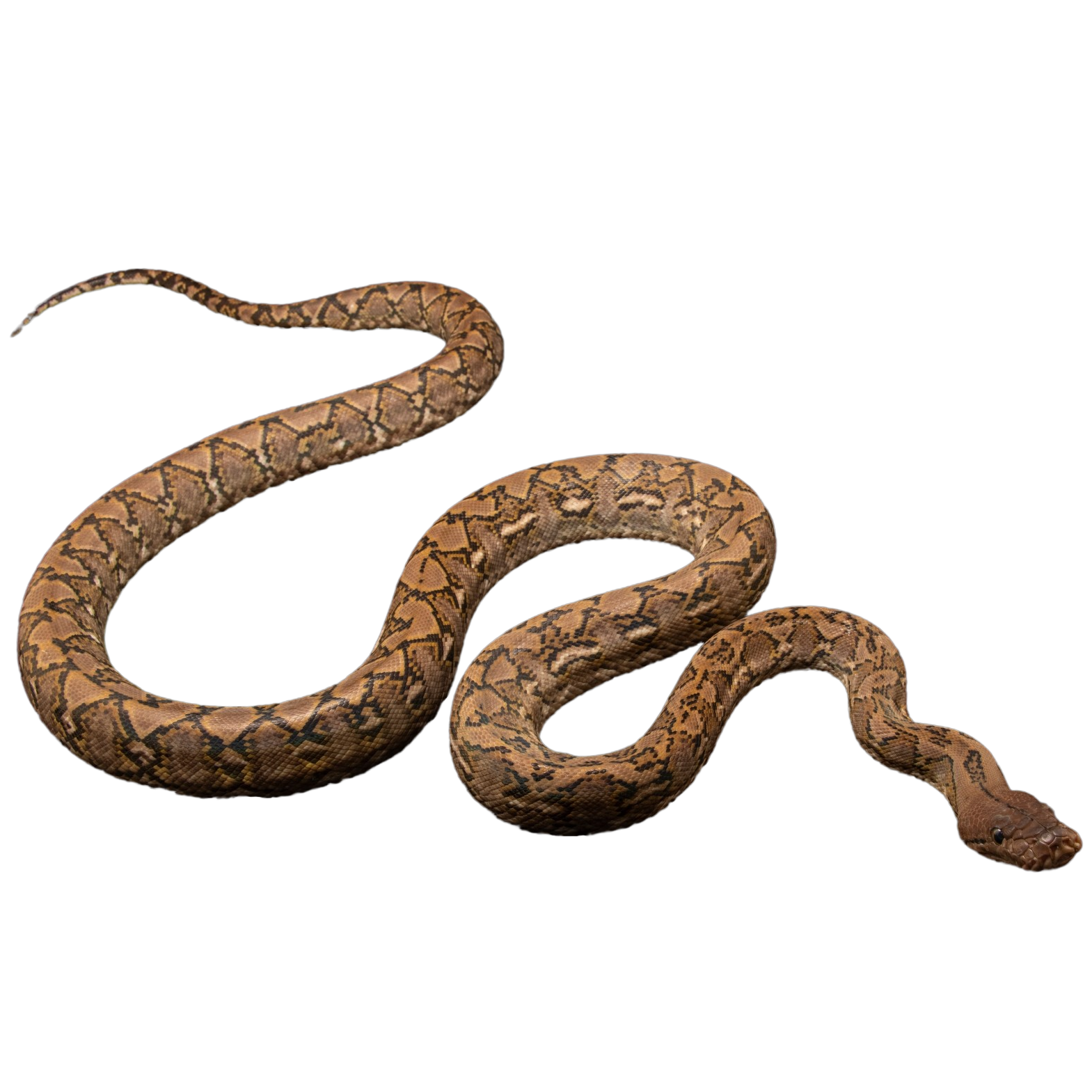 Kalatoa Super Dwarf Reticulated Python - ReptiChip LLC