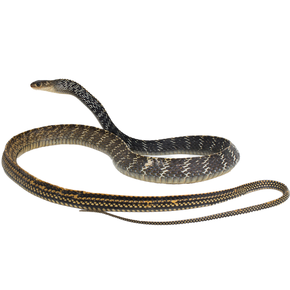 Best substrate for a Keeled Rat Snake Ptyas carinata ReptiChip