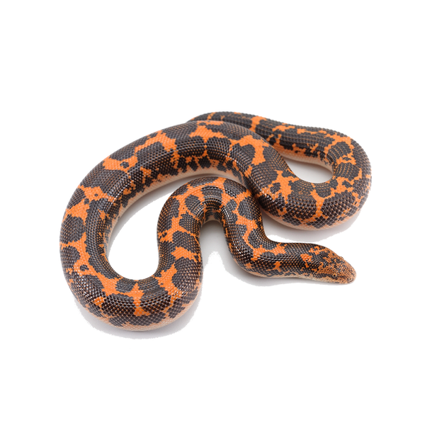 Kenyan Sand Python Kenyan Sand Boa - ReptiChip LLC