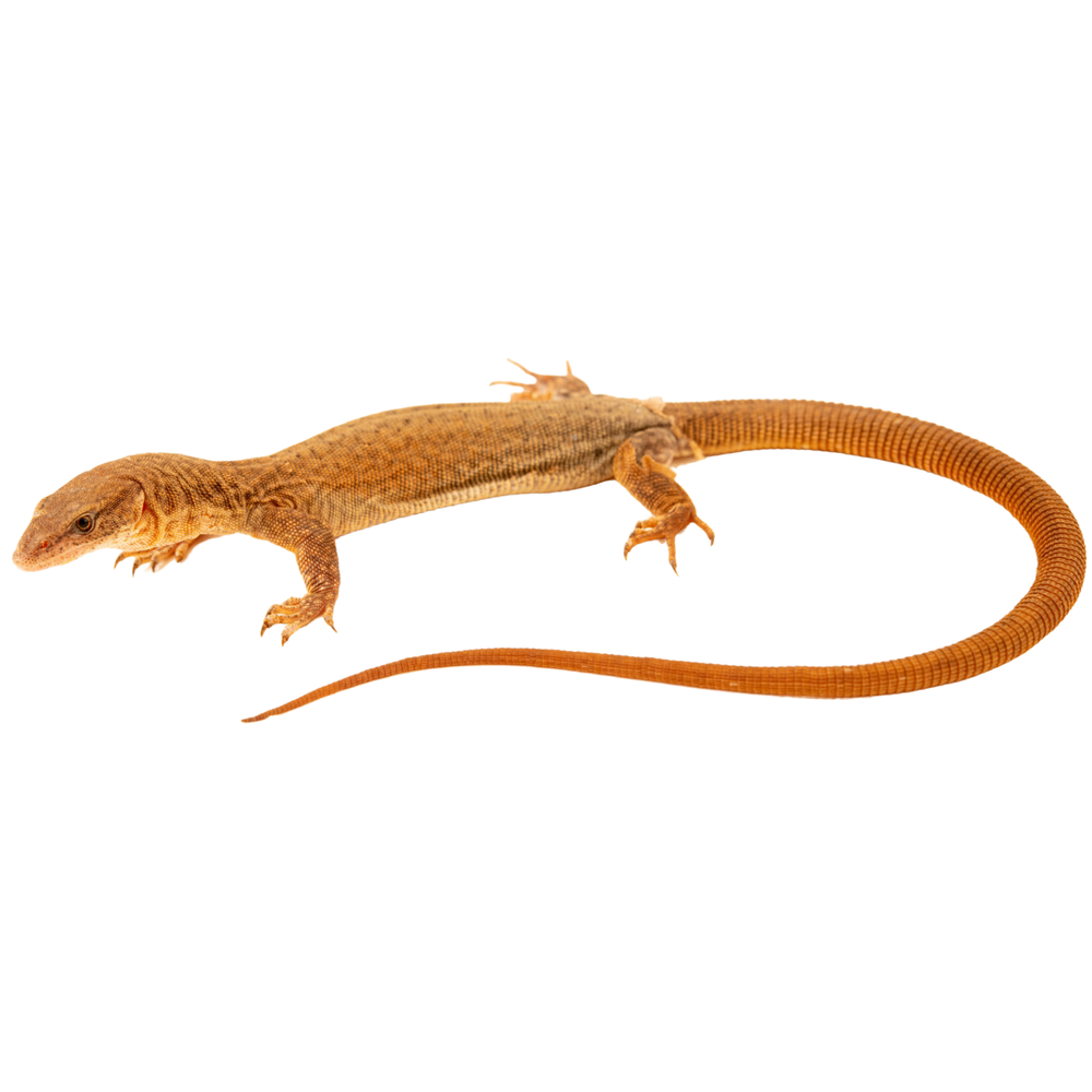 King's Monitor - ReptiChip LLC
