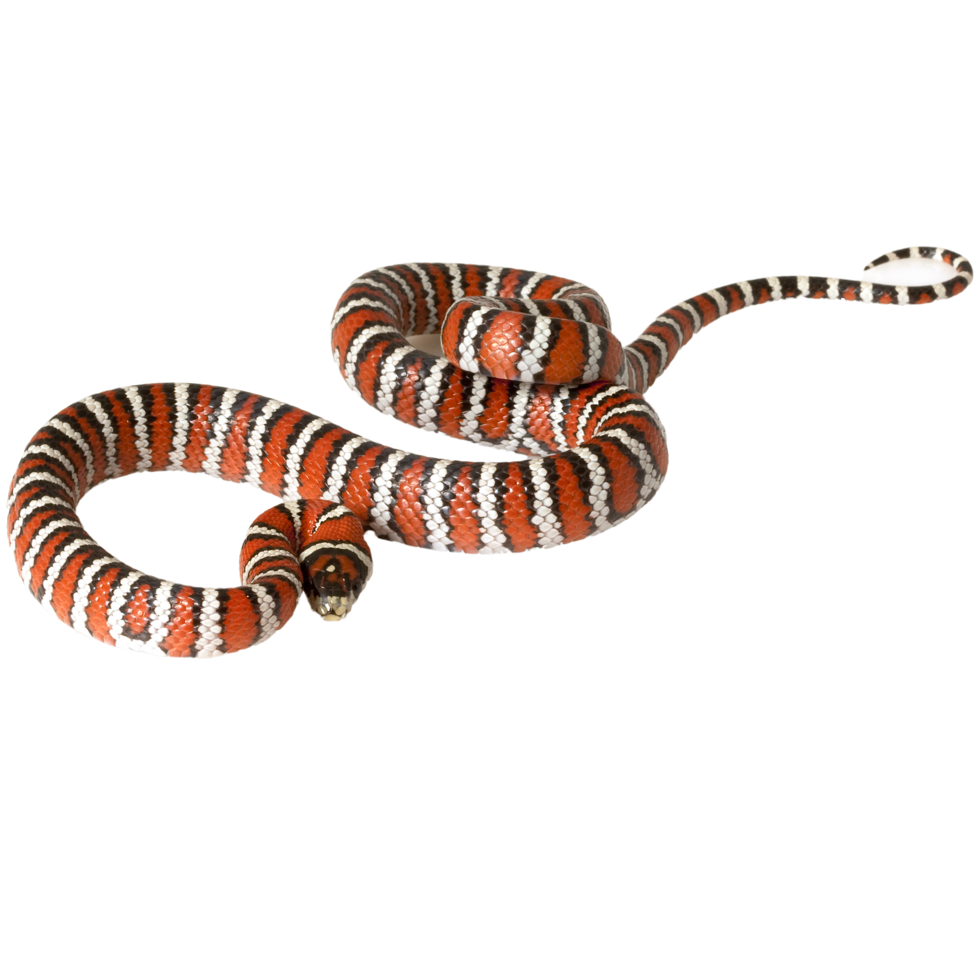 Best substrate for a Knobloch's Mountain Kingsnake Lampropeltis knoblochi ReptiChip
