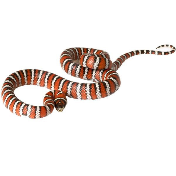 Knobloch's Mountain Kingsnake ReptiChip LLC