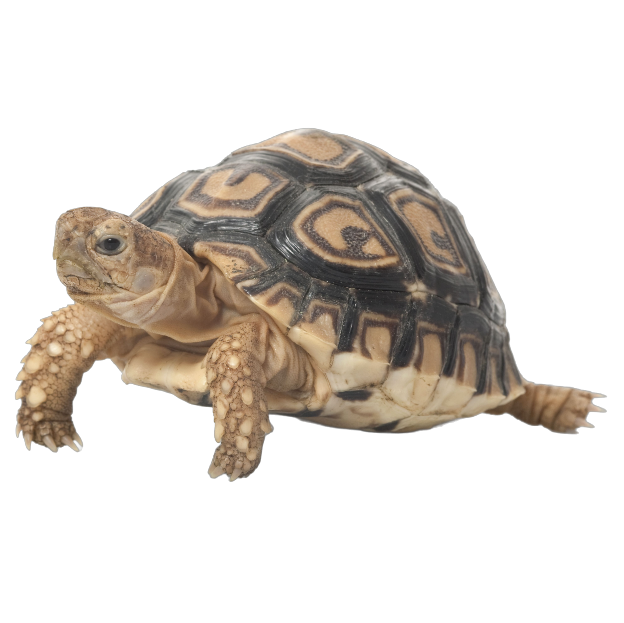 Best substrate for a Leopard Tortoise Geochelone pardalis ReptiChip