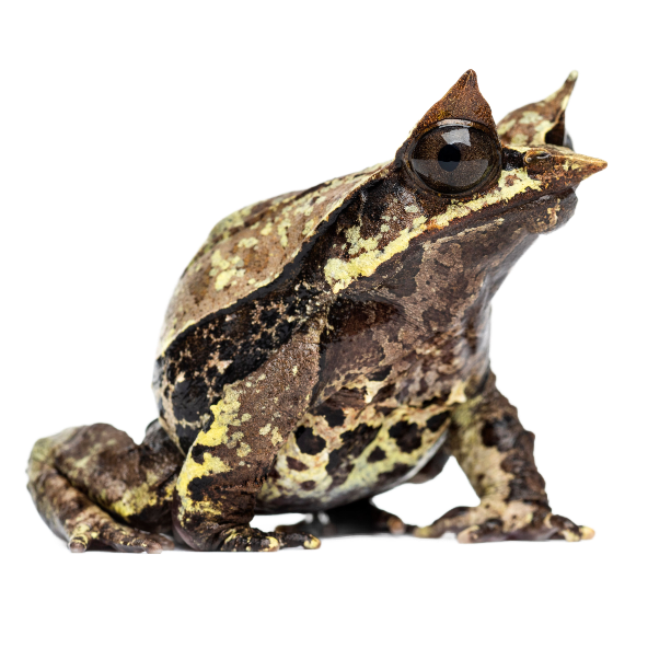 Best substrate for a Malayan Leaf Frog Long-nosed horned frog Megophrys nasuta ReptiChip