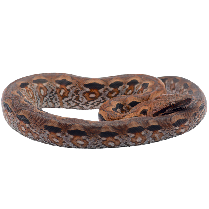 Madagascar Ground Boa
