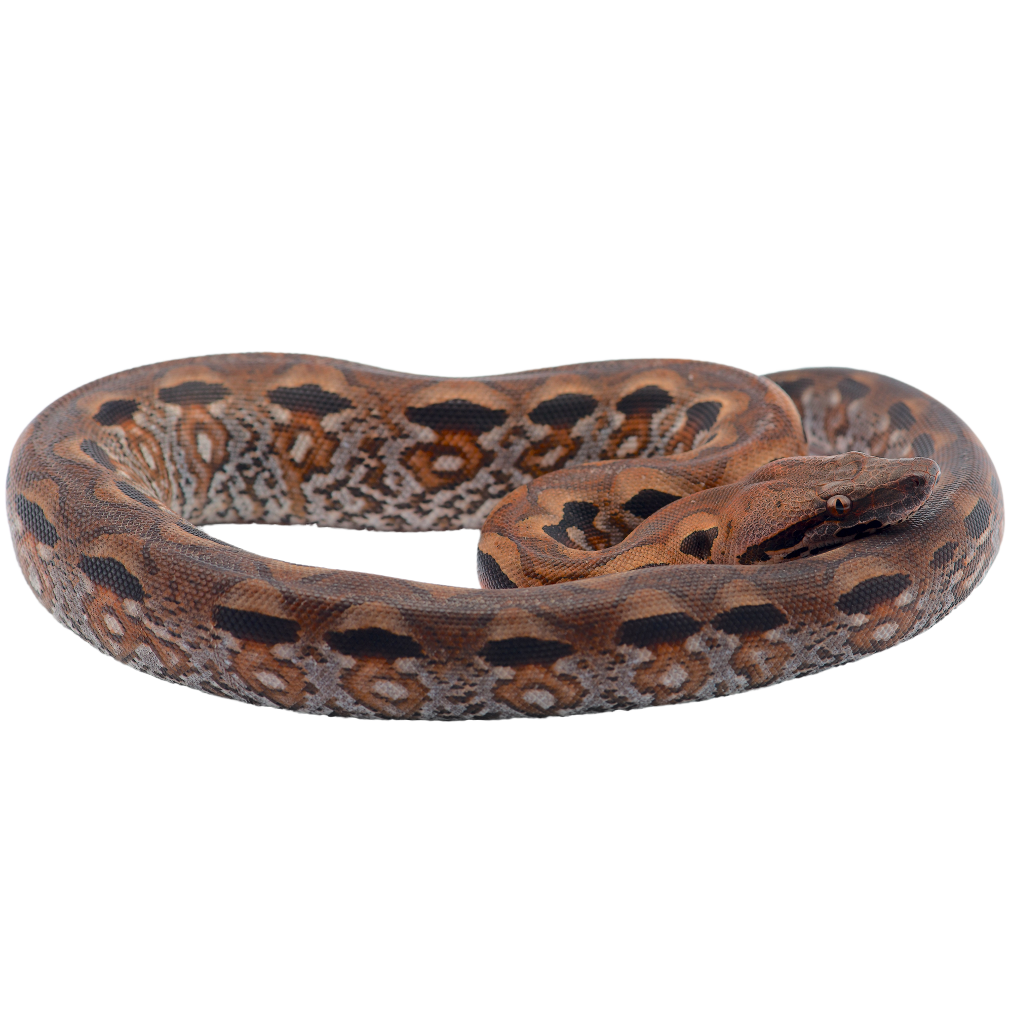 Best substrate for a Madagascar Ground Boa Acrantophis madagascariensis ReptiChip