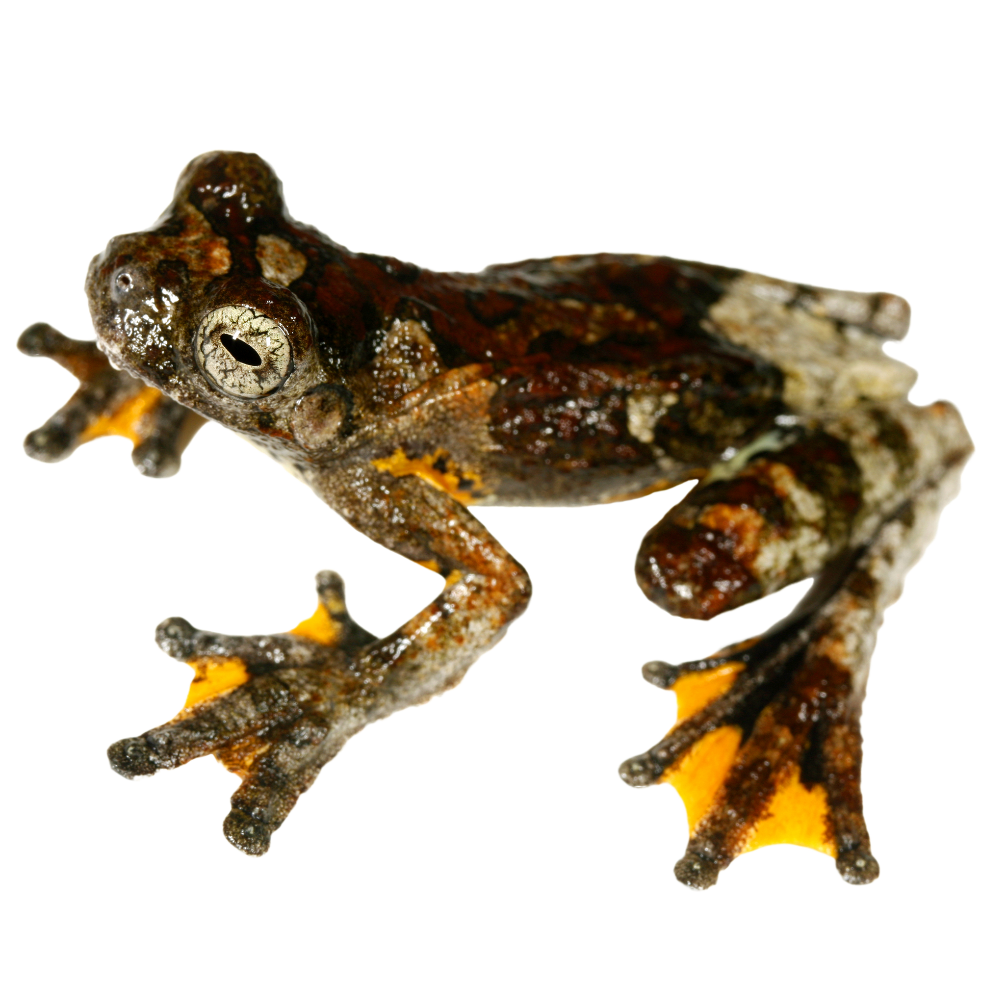 Best substrate for a Marbled Tree Frog Dendropsophus marmoratus ReptiChip