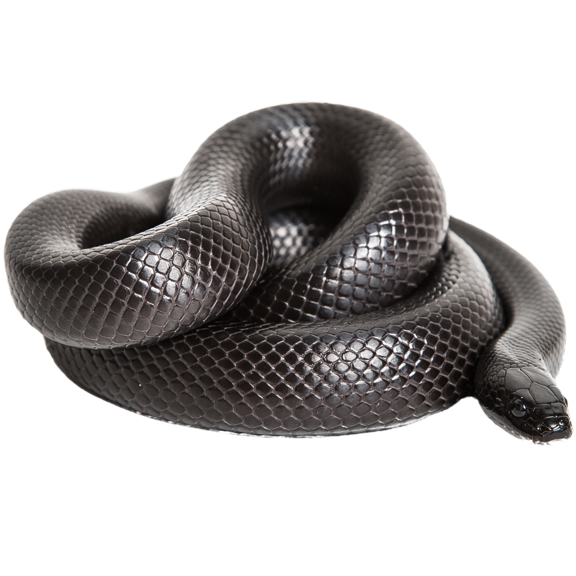 Best substrate for a Mexican Black Kingsnake Lampropeltis getula nigrita ReptiChip