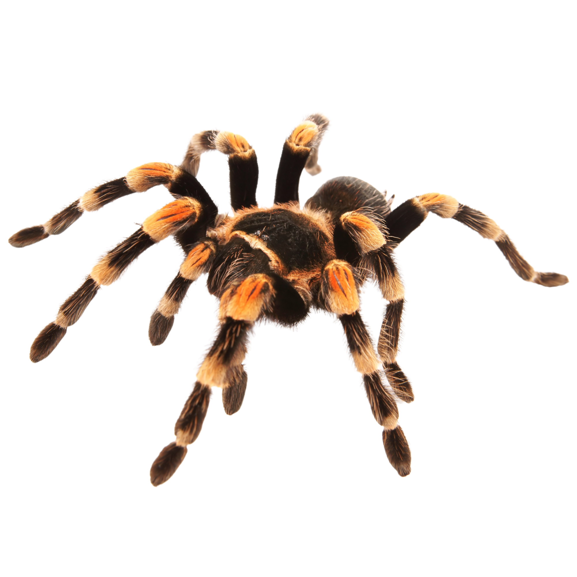 Best substrate for a Mexican Red Knee Tarantula Brachypelma hamorii ReptiChip