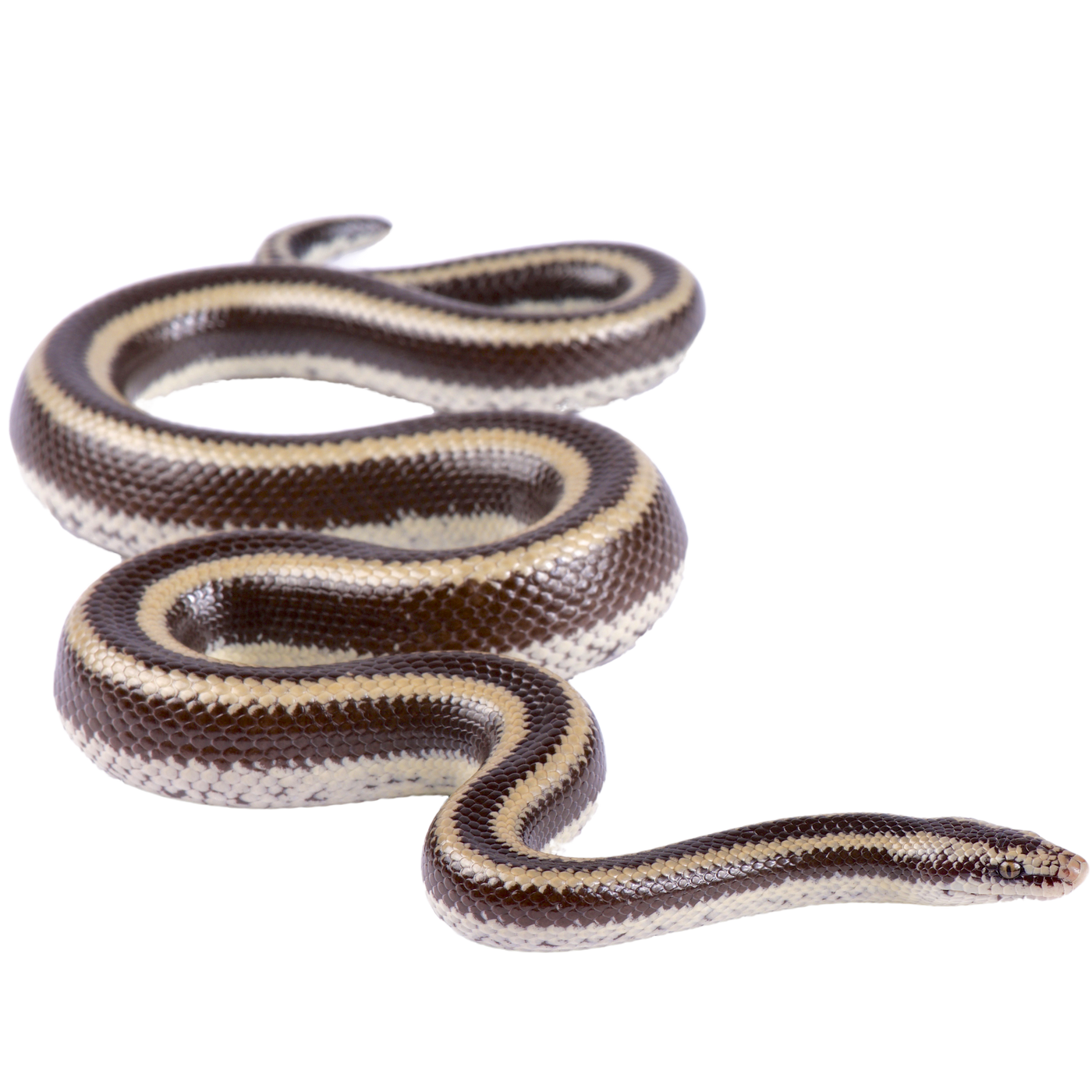 mexican-rosy-boa-reptichip-llc