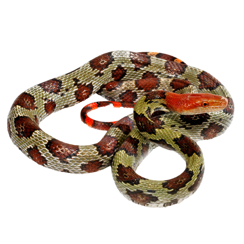 Best substrate for a Moellendorf's rat snake ReptiChip