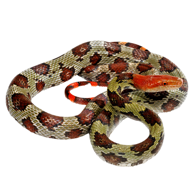 売約済み 100% Racetrap Viperidae ワンハンドレッド Mollendorf's Rat Snake - ReptiChip LLC