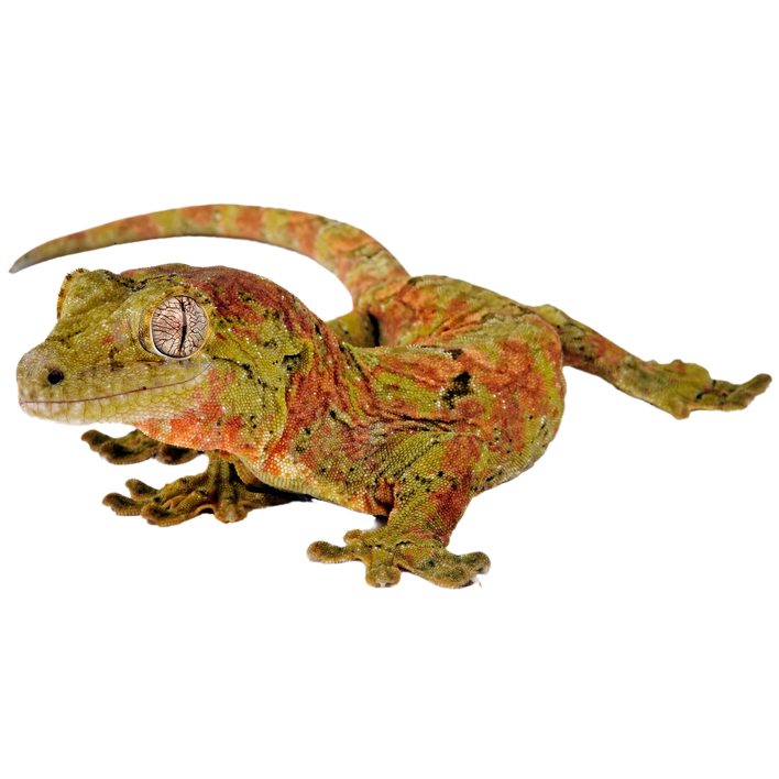 Best substrate for a Mossy New Caledonian Gecko Mniarogekko chahoua ReptiChip
