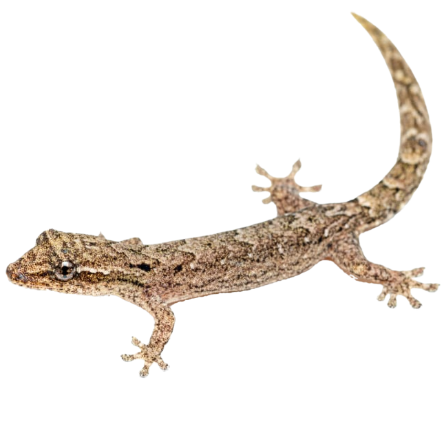 Best substrate for a Mourning Gecko Lepidodactylus lugubris ReptiChip