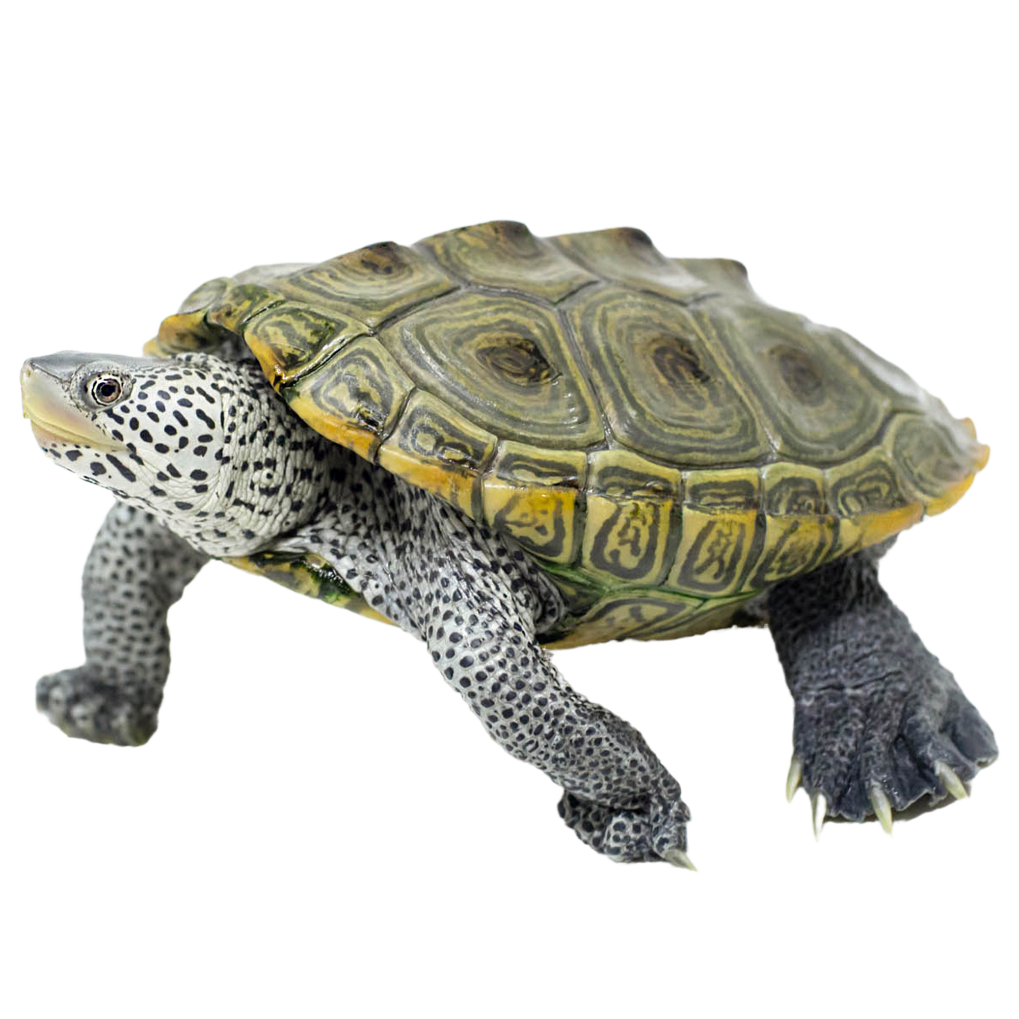 Best substrate for a Northern Diamondback Terrapin Malaclemys terrapin ReptiChip