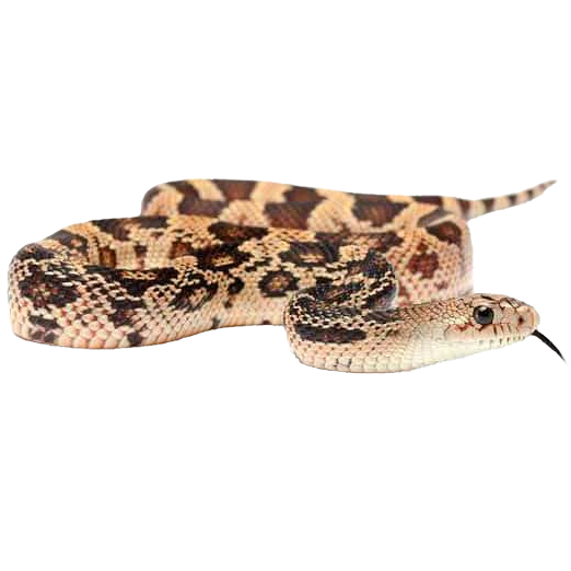 Best substrate for a Northern Pine Snake Pituophis melanoleucus ReptiChip