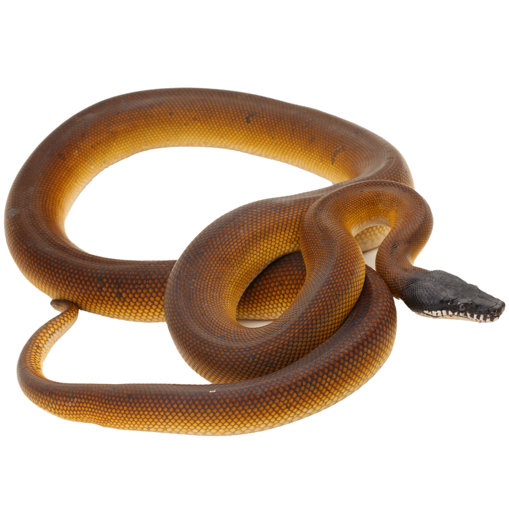 Northern White Lipped Python - ReptiChip LLC