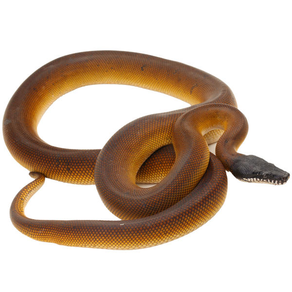 Northern White Lipped Python - ReptiChip LLC