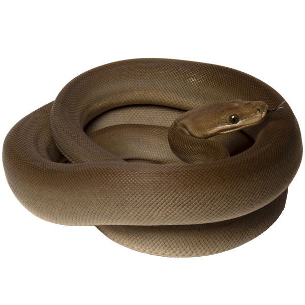 Olive Python - ReptiChip LLC
