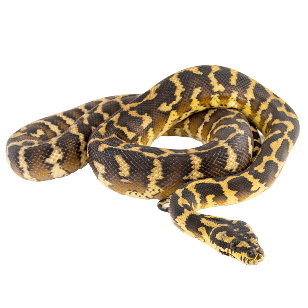 Papuan Python Range Papuan Carpet Python - ReptiChip LLC