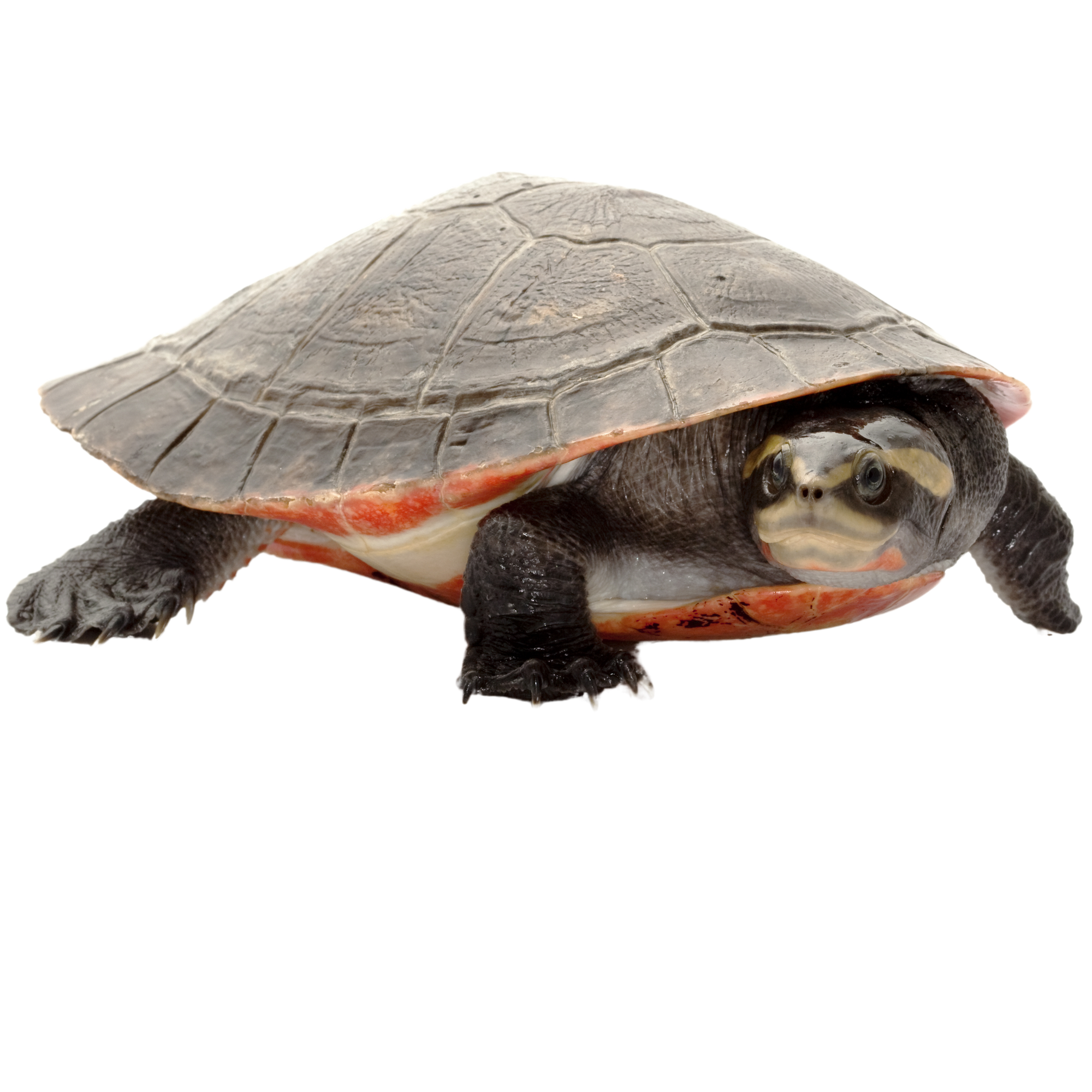 Best substrate for a Pink-Bellied Sideneck Turtle Emydura subglobosa ReptiChip