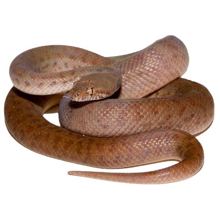 Pygmy Python - ReptiChip LLC
