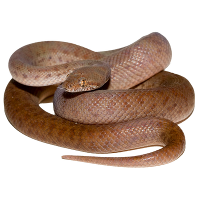 Pygmy Python Head Pygmy Python - ReptiChip LLC