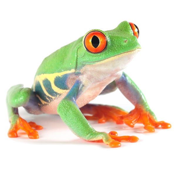 Best substrate for a Red-eyed tree frog Agalychnis callidryas ReptiChip