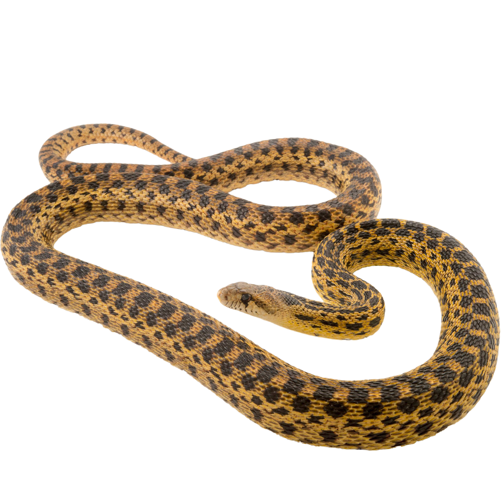 Best substrate for a San Diego Gopher Snake Pituophis catenifer annectens ReptiChip