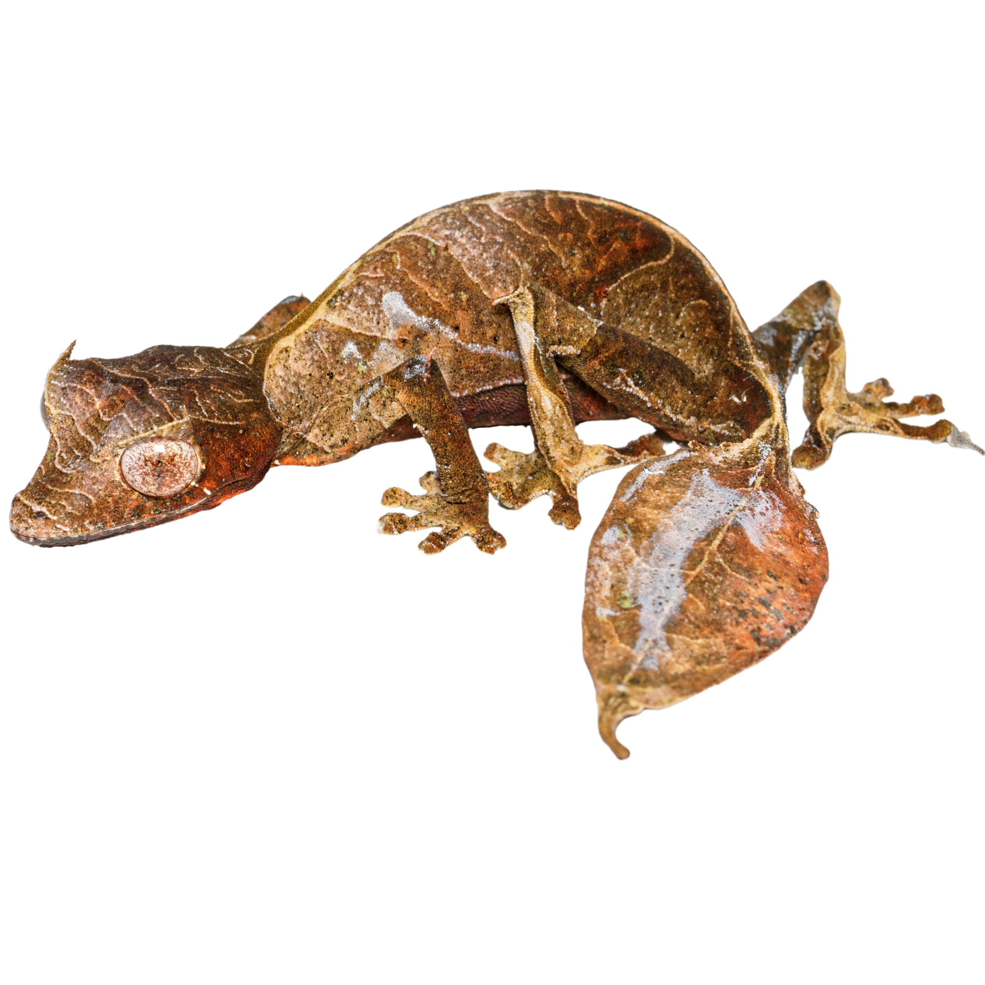 Best substrate for a Satanic Leaf-tailed Gecko Uroplatus phantasticus ReptiChip